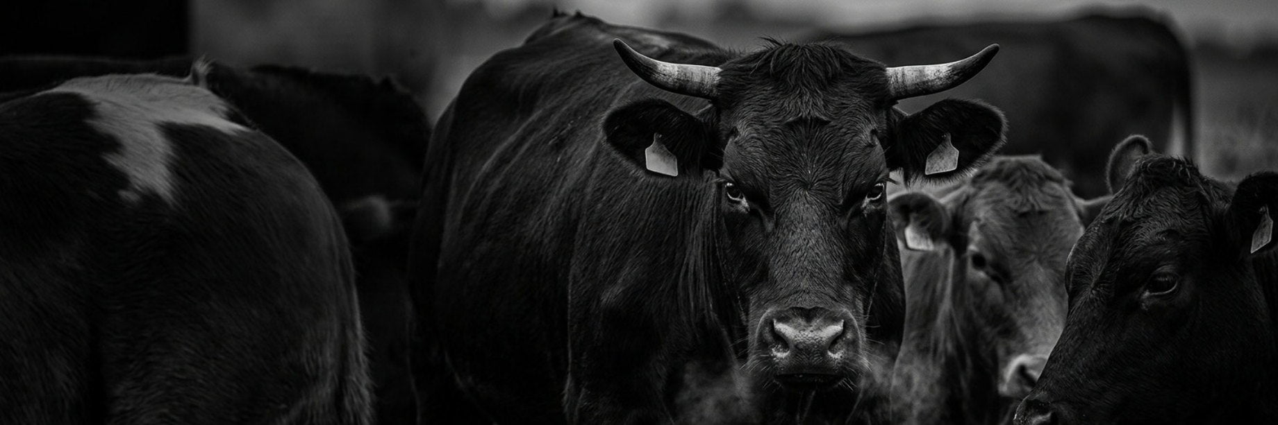 Ganado en el campo, en blanco y negro